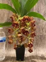 Double Spikes Cycnoches The Grinch 'Big Spot' Cyc herrenhusanum 'Golden Shower' AM/AOS Rare Color (2.5” pot) - Image 4