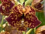 Double Spikes Cycnoches The Grinch 'Big Spot' Cyc herrenhusanum 'Golden Shower' AM/AOS Rare Color (2.5” pot)