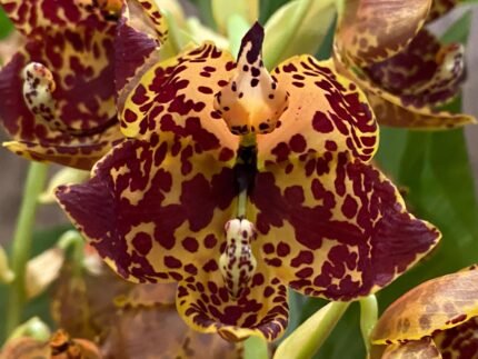 Double  Spikes Cycnoches The Grinch 'Big Spot'   Cyc  herrenhusanum 'Golden Shower' AM/AOS  Rare Color (2.5” pot)