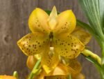 In Spike Cycnoches The Grinch 'Big Spot' Cyc herrenhusanum 'Golden Shower' AM/AOS (2.5” pot) - Image 2