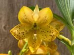 Cycnoches The Grinch 'Big Spot' Cyc herrenhusanum 'Golden Shower' AM/AOS
