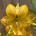 Cycnoches The Grinch 'Big Spot' Cyc herrenhusanum 'Golden Shower' AM/AOS