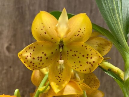Cycnoches The Grinch 'Big Spot' Cyc herrenhusanum 'Golden Shower' AM/AOS