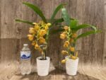 In Spike Cycnoches The Grinch 'Big Spot' Cyc herrenhusanum 'Golden Shower' AM/AOS (2.5” pot) - Image 6