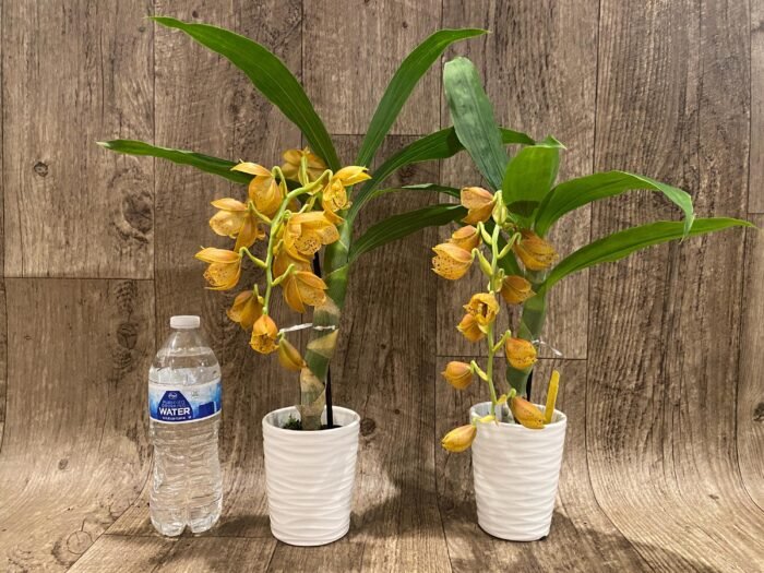 In Spike Cycnoches The Grinch 'Big Spot'   Cyc  herrenhusanum 'Golden Shower' AM/AOS  (2.5”  pot) - Image 6