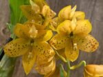 In Spike Cycnoches The Grinch 'Big Spot' Cyc herrenhusanum 'Golden Shower' AM/AOS (2.5” pot) - Image 3
