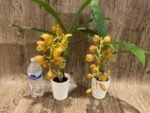 In Spike Cycnoches The Grinch 'Big Spot' Cyc herrenhusanum 'Golden Shower' AM/AOS (2.5” pot) - Image 5