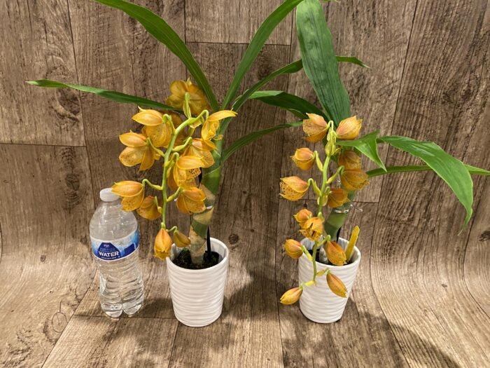 In Spike Cycnoches The Grinch 'Big Spot'   Cyc  herrenhusanum 'Golden Shower' AM/AOS  (2.5”  pot) - Image 5