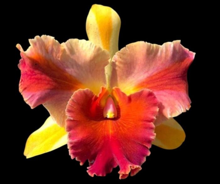 In Sheath Rlc. Amazing Thailand #1 (3.5” pot) - Image 1