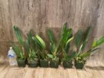 Rlc. Amazing Thailand #1 Blooming Size (3.5” pot) - Image 3