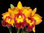 RIc. Jac Golden Peacock 'Tai Young'