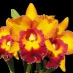 RIc. Jac Golden Peacock 'Tai Young'