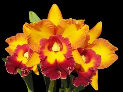 RIc. Jac Golden Peacock 'Tai Young'