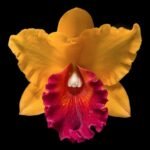 Rth. Hawaii Island Love (Blc. Chia Lin 'New City' x Pot. Love Passion 'IR')