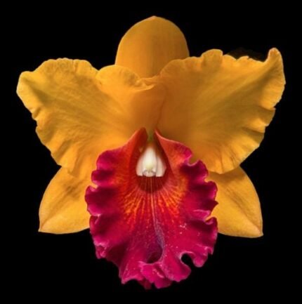 In Sheath Rth. Hawaii Island Love (Blc. Chia Lin 'New City' x Pot. Love Passion 'IR') (3.5” pot)