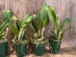 Rth. Hawaii Island Love (Blc. Chia Lin 'New City' x Pot. Love Passion 'IR') (3.5” pot) - Image 5