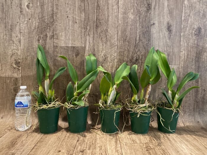 Rth. Hawaii Island Love (Blc. Chia Lin 'New City' x Pot. Love Passion 'IR') (3.5” pot) - Image 2