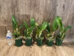 Rth. Hawaii Island Love (Blc. Chia Lin 'New City' x Pot. Love Passion 'IR') (3.5” pot) - Image 3