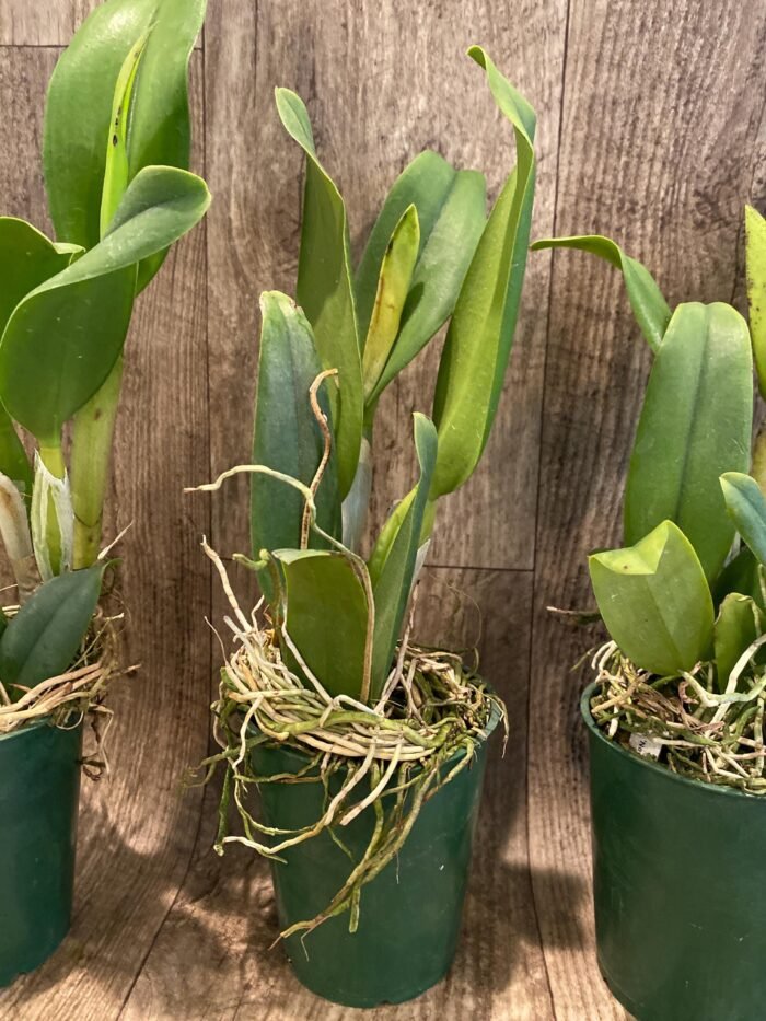In Sheath Rth. Hawaii Island Love (Blc. Chia Lin 'New City' x Pot. Love Passion 'IR') (3.5” pot) - Image 5