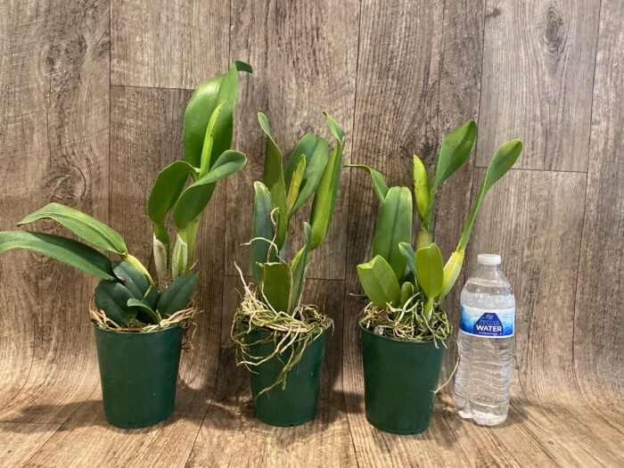 In Sheath Rth. Hawaii Island Love (Blc. Chia Lin 'New City' x Pot. Love Passion 'IR') (3.5” pot) - Image 2