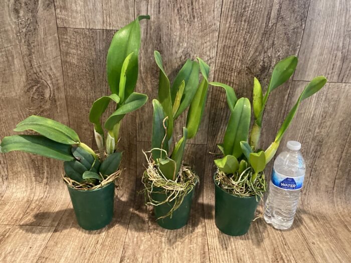 In Sheath Rth. Hawaii Island Love (Blc. Chia Lin 'New City' x Pot. Love Passion 'IR') (3.5” pot) - Image 3