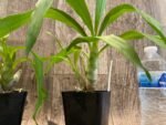 In Spikes Fragrant Cycnodes Wine Delight FCC/AOS (3.5 Pot) - Image 4