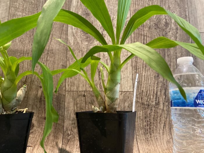 In Spikes Fragrant Cycnodes Wine Delight FCC/AOS (3.5  Pot) - Image 4