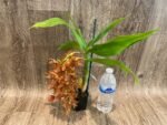 In Bloom Cycnoches The Grinch 'Big Spot' (Cyc herrenhusanum 'Golden Shower' AM/AOS) (2.5” pot) - Image 5