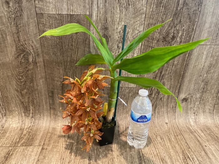 In Bloom Cycnoches The Grinch 'Big Spot' (Cyc  herrenhusanum 'Golden Shower' AM/AOS)  (2.5”  pot) - Image 5