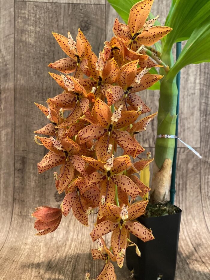 In Bloom Cycnoches The Grinch 'Big Spot' (Cyc  herrenhusanum 'Golden Shower' AM/AOS)  (2.5”  pot) - Image 2