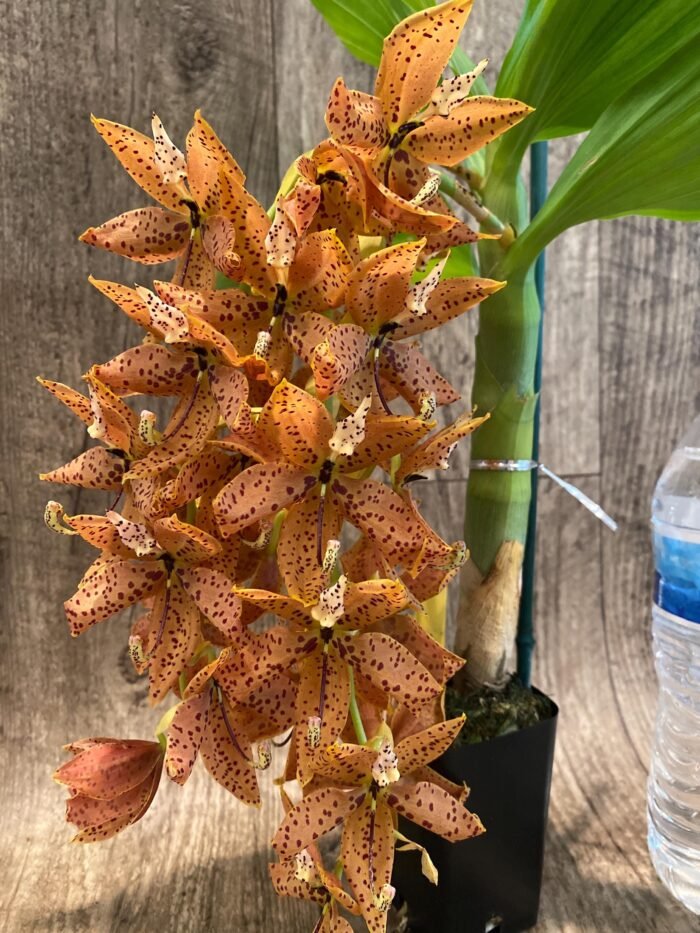 In Bloom Cycnoches The Grinch 'Big Spot' (Cyc  herrenhusanum 'Golden Shower' AM/AOS)  (2.5”  pot) - Image 3