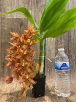 In Bloom Cycnoches The Grinch 'Big Spot' (Cyc herrenhusanum 'Golden Shower' AM/AOS) (2.5” pot) - Image 4