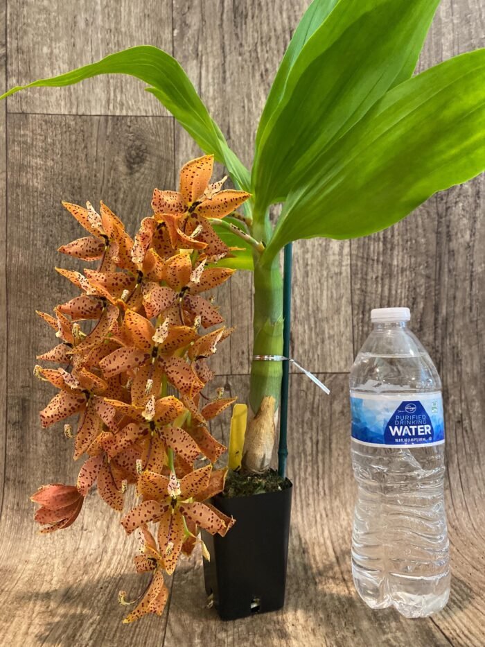 In Bloom Cycnoches The Grinch 'Big Spot' (Cyc  herrenhusanum 'Golden Shower' AM/AOS)  (2.5”  pot) - Image 4