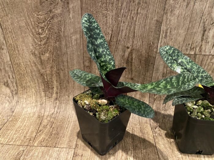 Paphiopedilum Ho Chi Minh (delenatii v. vinicolor x vietnamese) (3.5" pot) - Image 5