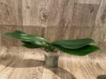 Phalaenopsis Fangmei Beauty Diamond “1468” (4.5" pot) - Image 8