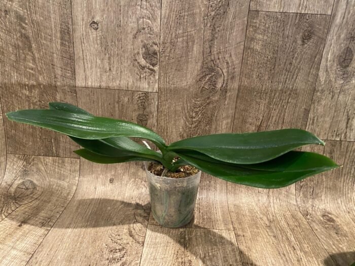 Phalaenopsis Fangmei Beauty Diamond “1468” (4.5" pot) - Image 8