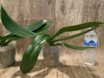 Phalaenopsis Fangmei Beauty Diamond “1468” (4.5" pot) - Image 7