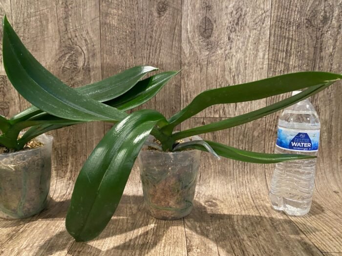 Phalaenopsis Fangmei Beauty Diamond “1468” (4.5" pot) - Image 7