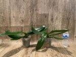 Phalaenopsis Fangmei Beauty Diamond “1468” (4.5" pot) - Image 6