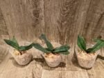 Paphiopedilum micranthum var. eburneum × sib (2.5” pot) - Image 6