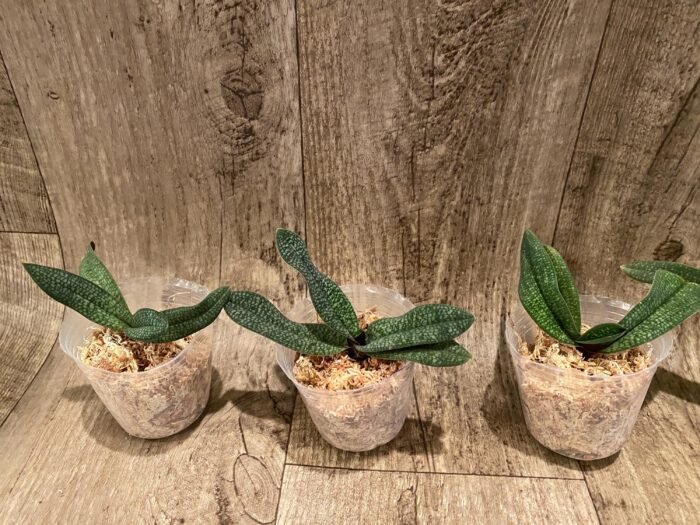 Paphiopedilum micranthum var. eburneum × sib (2.5” pot) - Image 6