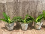 Phalaenopsis Nancy Bechtol 'La Piazza'(2.5" pot) - Image 3