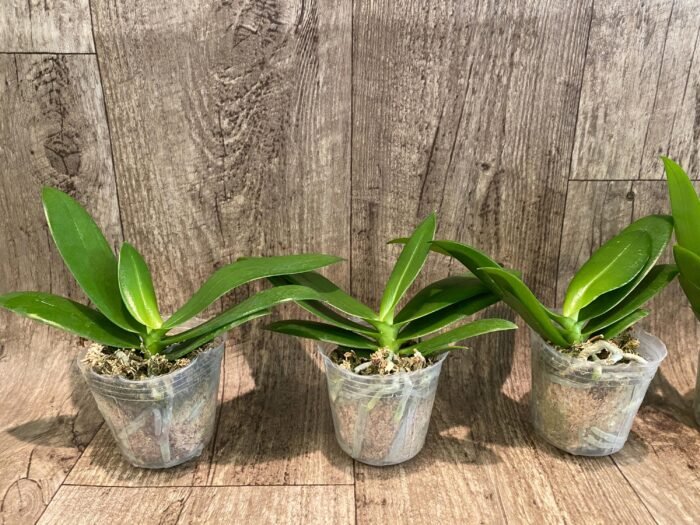 Phalaenopsis Nancy Bechtol 'La Piazza'(2.5" pot) - Image 3