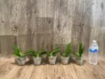 Phalaenopsis Nancy Bechtol 'La Piazza'(2.5" pot) - Image 6