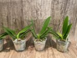 Phalaenopsis Nancy Bechtol 'La Piazza'(2.5" pot) - Image 4
