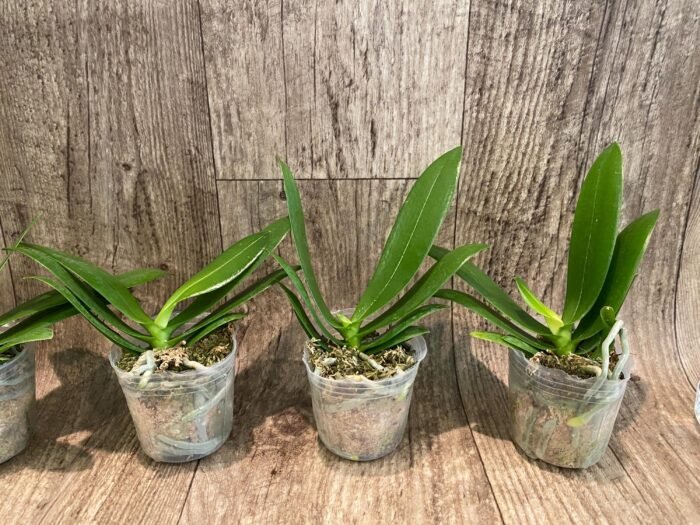 Phalaenopsis Nancy Bechtol 'La Piazza'(2.5" pot) - Image 4