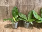 Fragrant Phalaenopsis Miki Cherry Tree '347' (2.5" pot) - Image 2