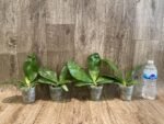 Fragrant Phalaenopsis Miki Cherry Tree '347' (2.5" pot) - Image 4