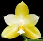 Fragrant Phalaenopsis Yaphon Golden Waltz 'Royal's (2.5" pot) - Image 2