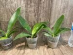 Fragrant Phalaenopsis Yaphon Golden Waltz 'Royal's (2.5" pot) - Image 5